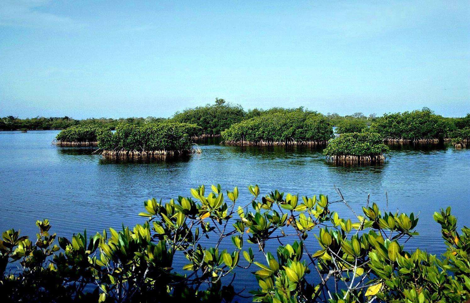 Red Mangrove Islands, Pali Nalu